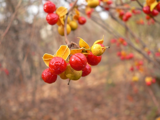 {Celastrus scandens}